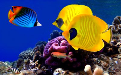 habitat biome life science coral reef video lesson virtual field trip