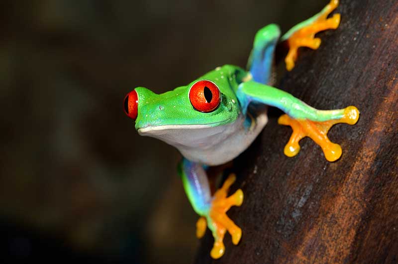 Red-Eyed Tree Frog in the Amazon Rainforest