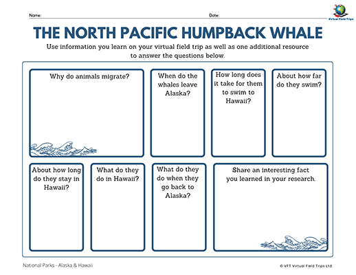 The North Pacific Humpback Whale_400px
